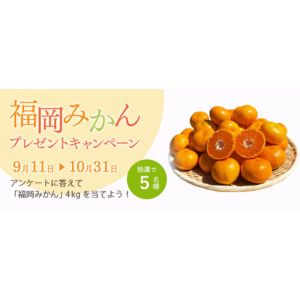 福岡県産みかん4kg