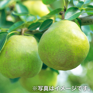 ラ・フランス（3kg）