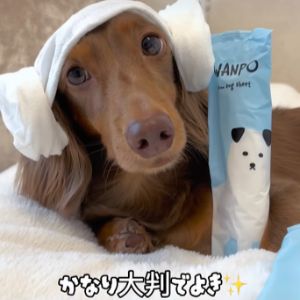 人もペットも使える紙おしぼり10本