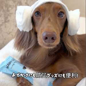 人もペットも使える紙おしぼりWANPO10本