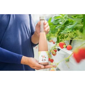 いちご甘酒「苺姫無垢」2本セット